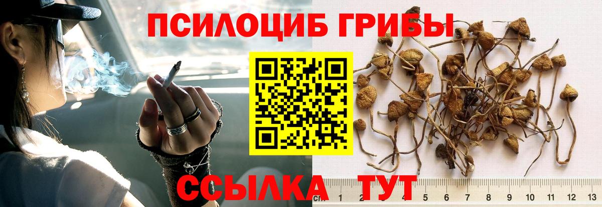 Галлюциногенные грибы Cubensis Орёл